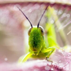 Curso de Macrofotografía